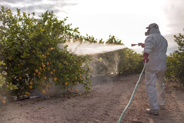 Wasp Removal Services in Cortland, NY